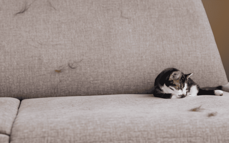 how-to-get-pet-hair-out-of-furniture-upholstery